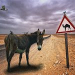 Donkey lost on the road