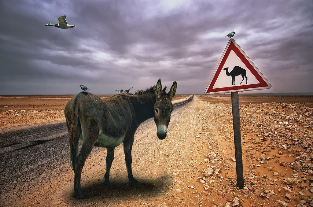 Donkey lost on the road